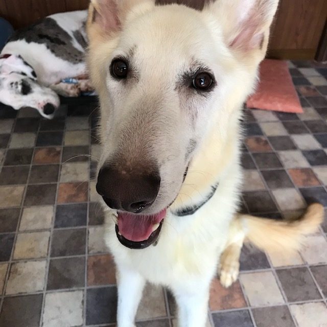 牙愛羅(ガーラ) 200815